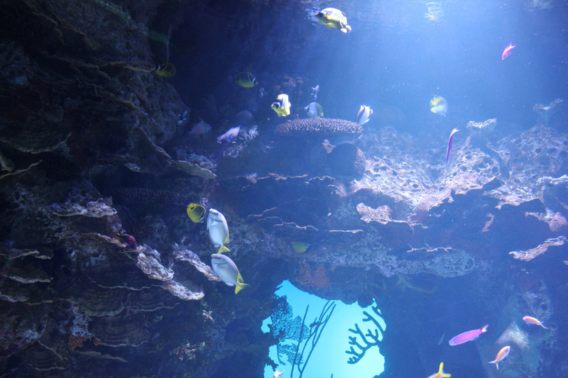 Georgia Aquarium - So Many Fishes