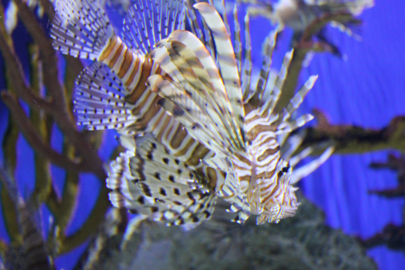 Georgia Aquarium - Lion Fish