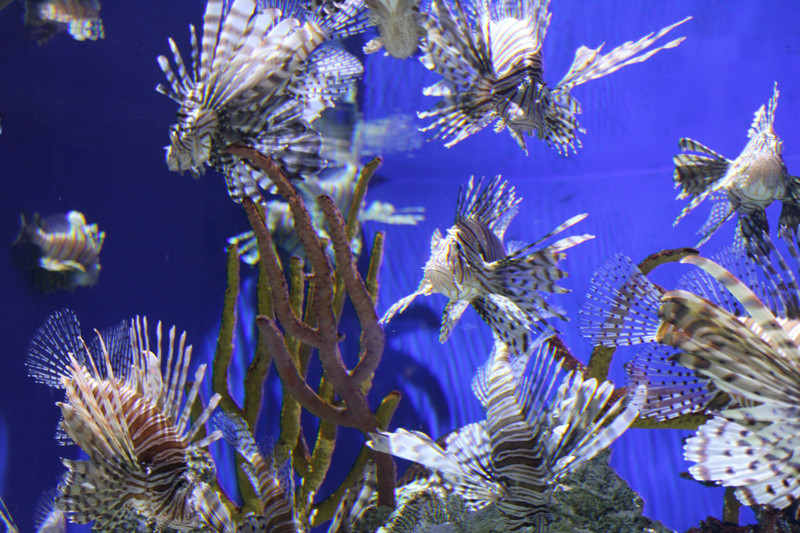 Georgia Aquarium - Lion Fish