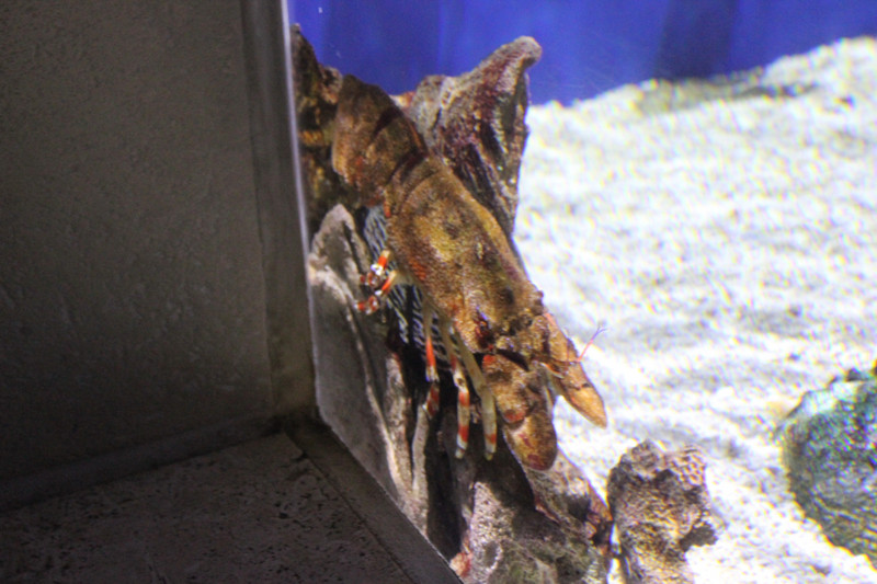 Georgia Aquarium - Lobster