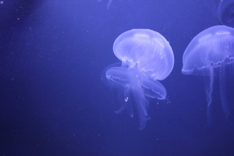 Georgia Aquarium - Jellyfish