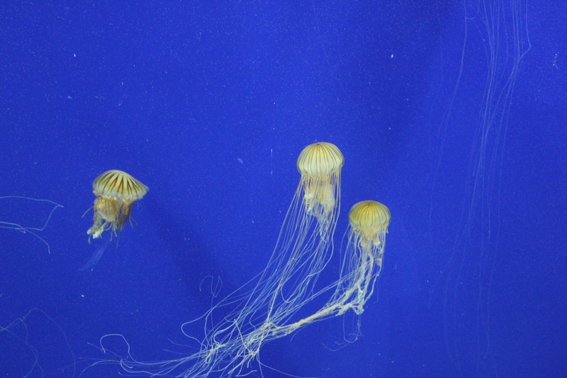 Georgia Aquarium - Jellyfish