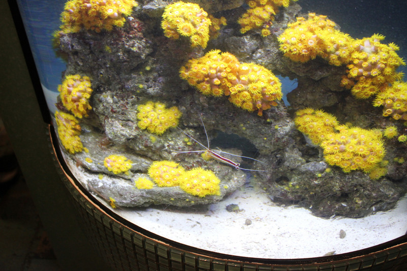 Georgia Aquarium - Invasive Coral