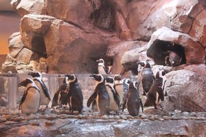 Georgia Aquarium - Penguins