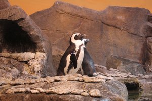 Georgia Aquarium - Penguins