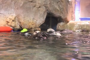 Georgia Aquarium - River Otters