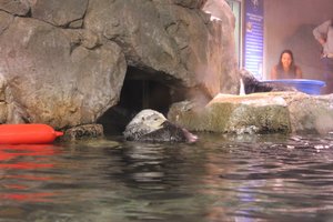 Georgia Aquarium - River Otters