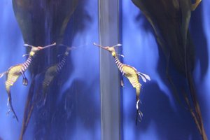 Georgia Aquarium - Dragon Fish