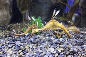 Georgia Aquarium - Dragon Fish
