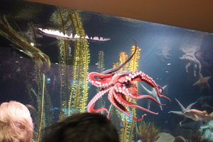 Georgia Aquarium - Octopus