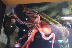 Georgia Aquarium - Octopus