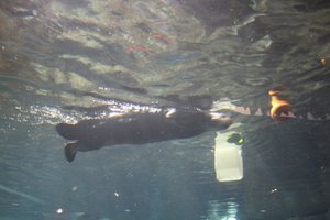 Georgia Aquarium - Otters