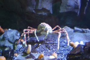Georgia Aquarium - Crab