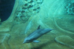 Georgia Aquarium - Dolphin
