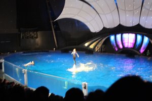 Georgia Aquarium - Dolphin Show