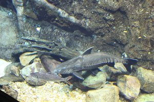 Georgia Aquarium - Ugly Fish