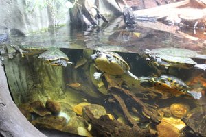 Georgia Aquarium - Turtles
