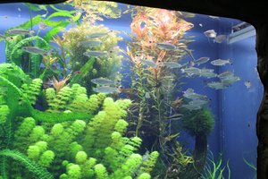 Georgia Aquarium - Fish