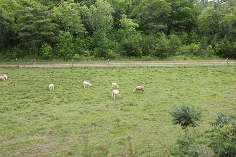 Blue Ridge Scenic Railway - Sheep Farm