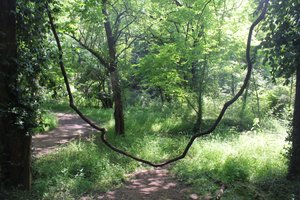 Lost River - Strange Tree