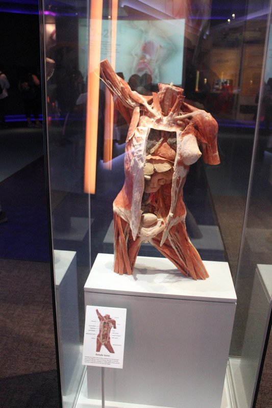 Museum of Science & Industry - Human Body