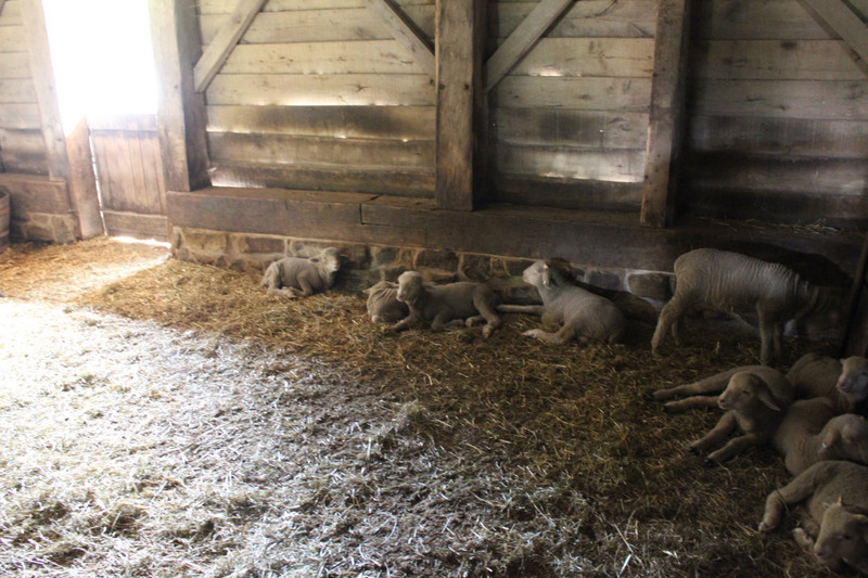 Greenfield Village - Baby Lambs in the Barn