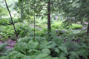 Wild Gardens of Acadia - Ferns