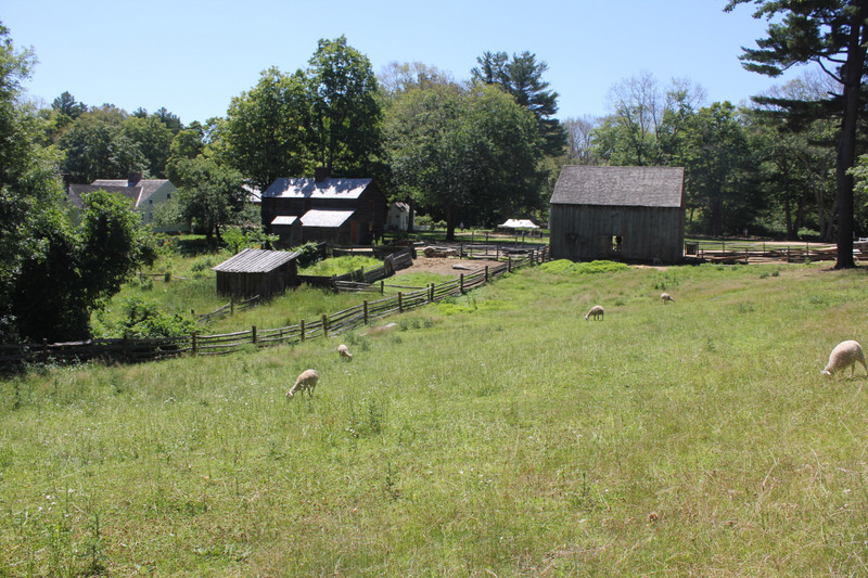 Sturbridge Village - Sheep in the Field
