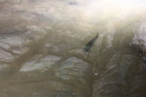 Skyline Caverns - Trout in Pool