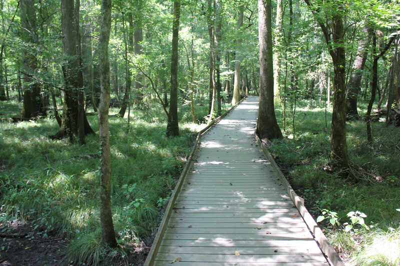 Congaree National Park - Lowered Boardwalk Trail