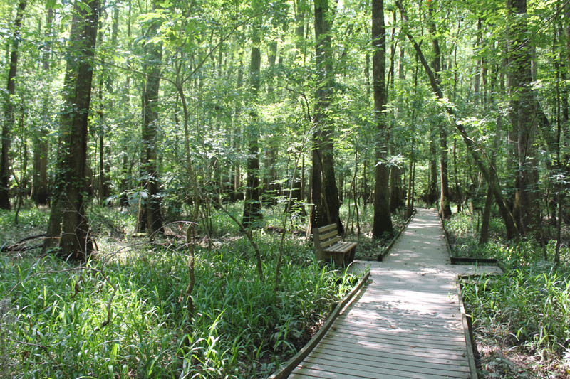 Congaree National Park - Rest Stop On The Boardwalk