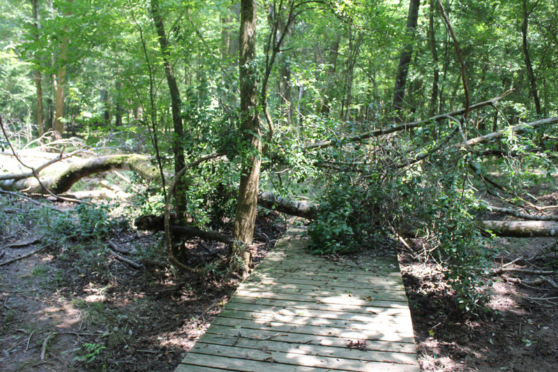 Congaree National Park - Path is Blocked