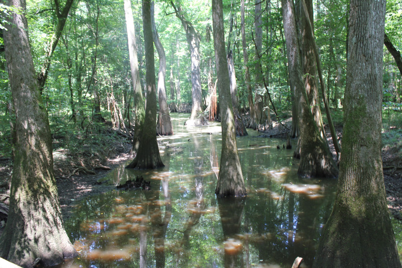 Congaree National Park - Swamp Water