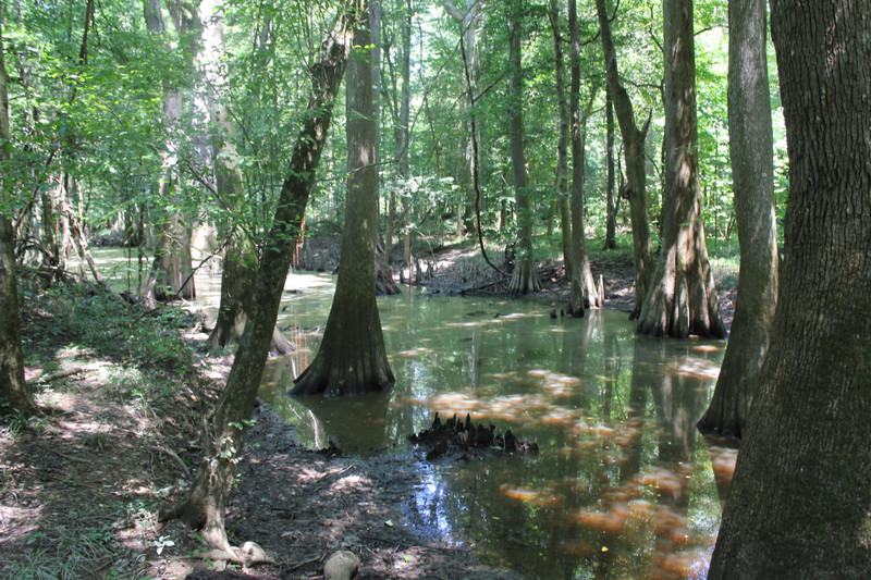 Congaree National Park - Swamp Water