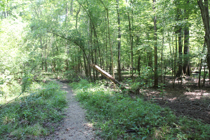 Congaree National Park - The Dry Sims Trail