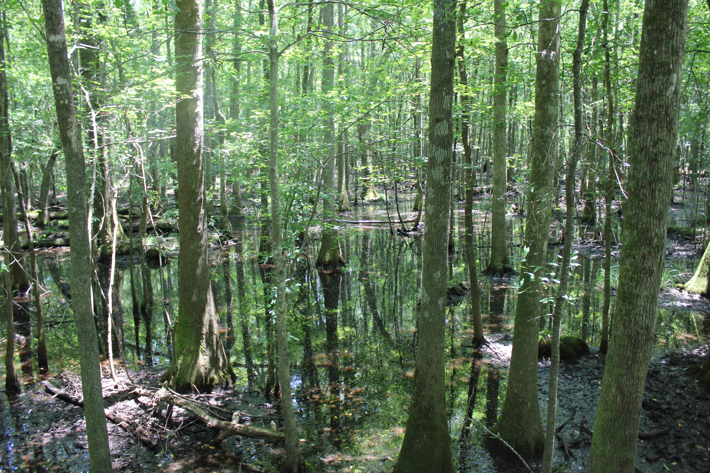 Congaree National Park - Swamp Water | Photo