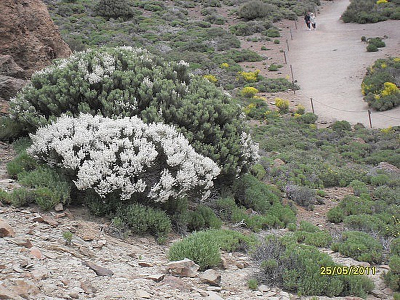 National Park El Teide