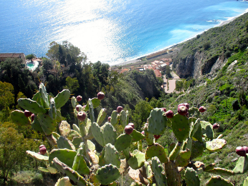 Cactus growing high above the Ionian Sea.