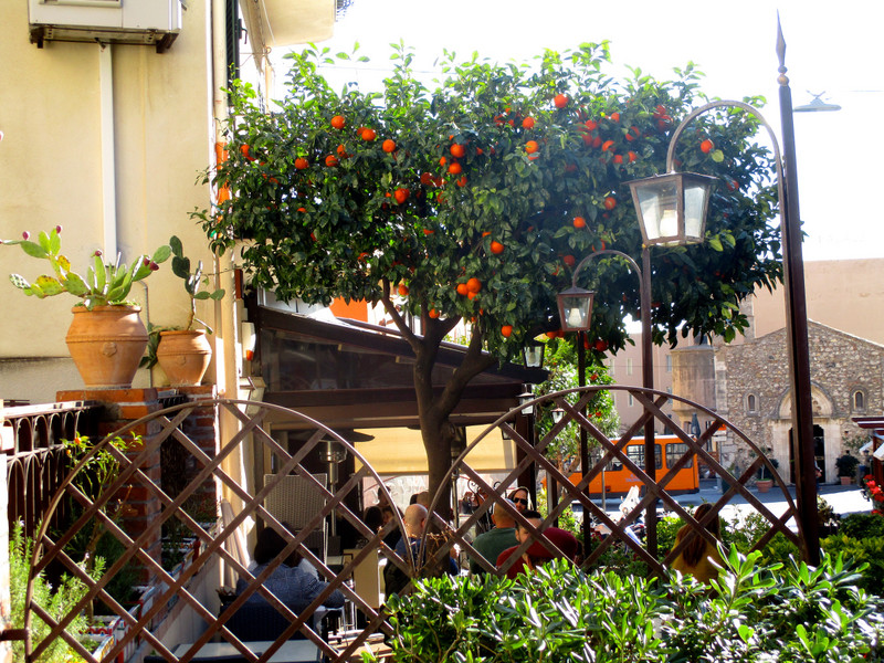 Sidewalk cafe under an orange tree.