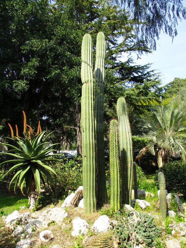 Cactus in Villa Comunale
