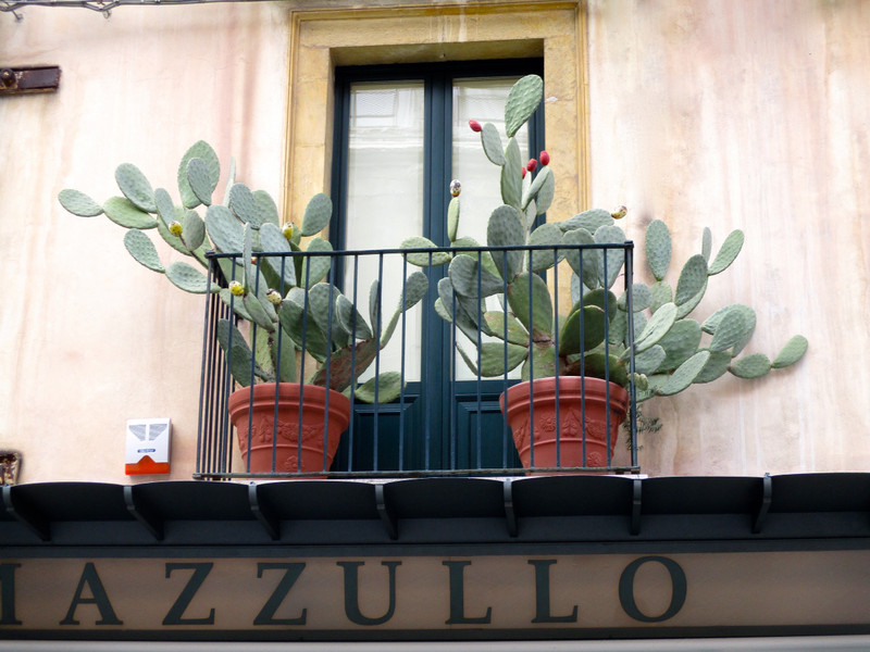 Cacti on balcony along Corso Umberto