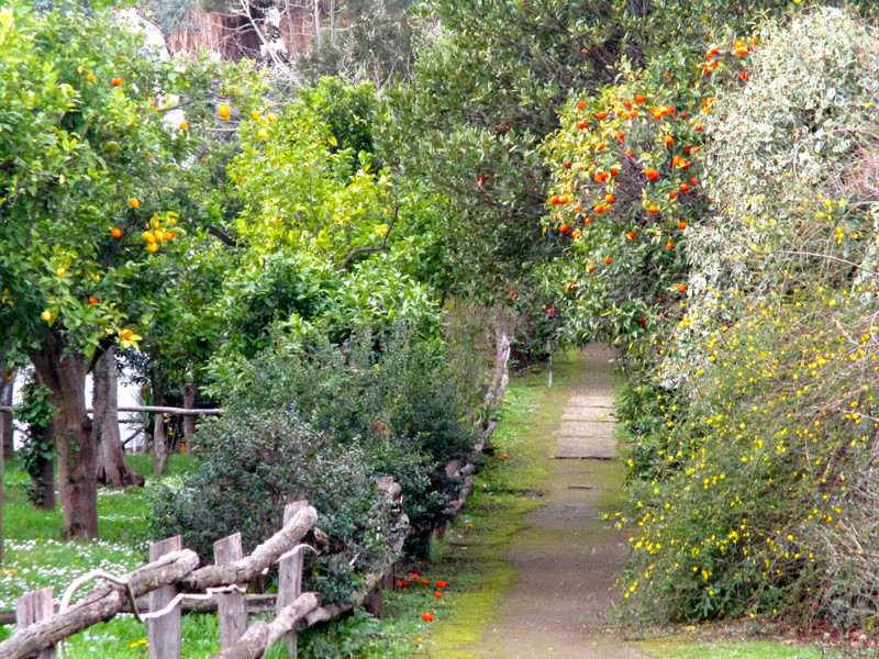Footpath in garden