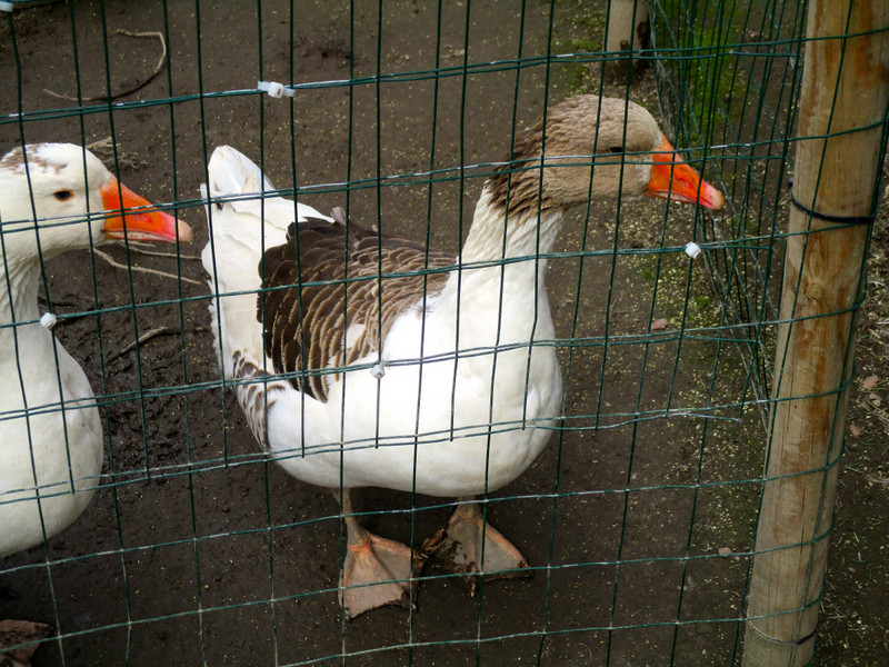 Geese in children's playground