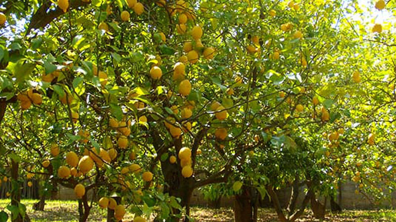 Lemon grove (Agruminato grove)