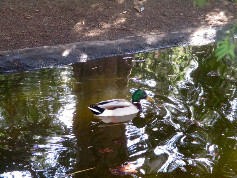Duck in the Stadtpark