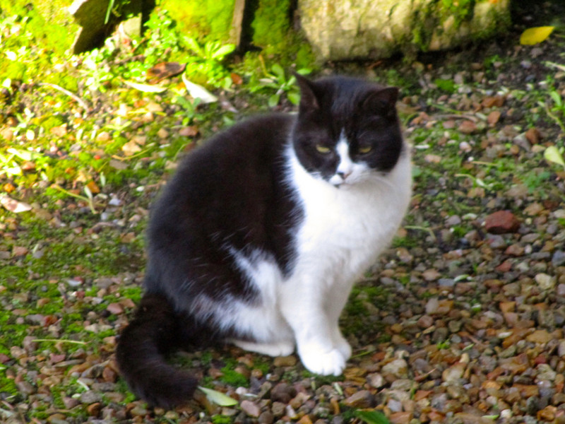 Resident feline in the courtyard
