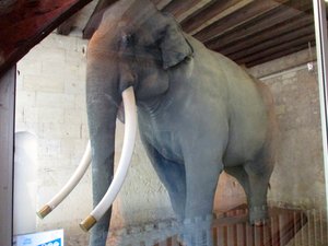 "Fritz" the elephant