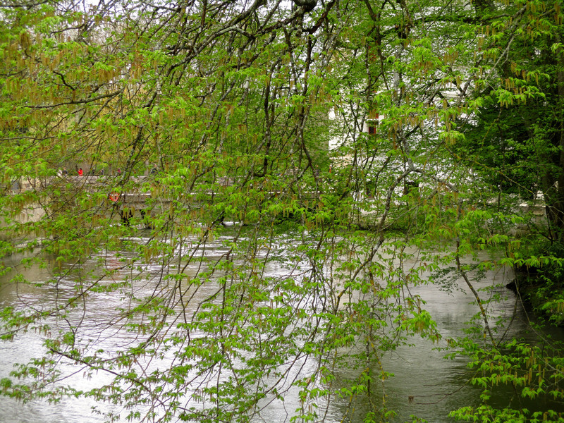 Indre River foliage