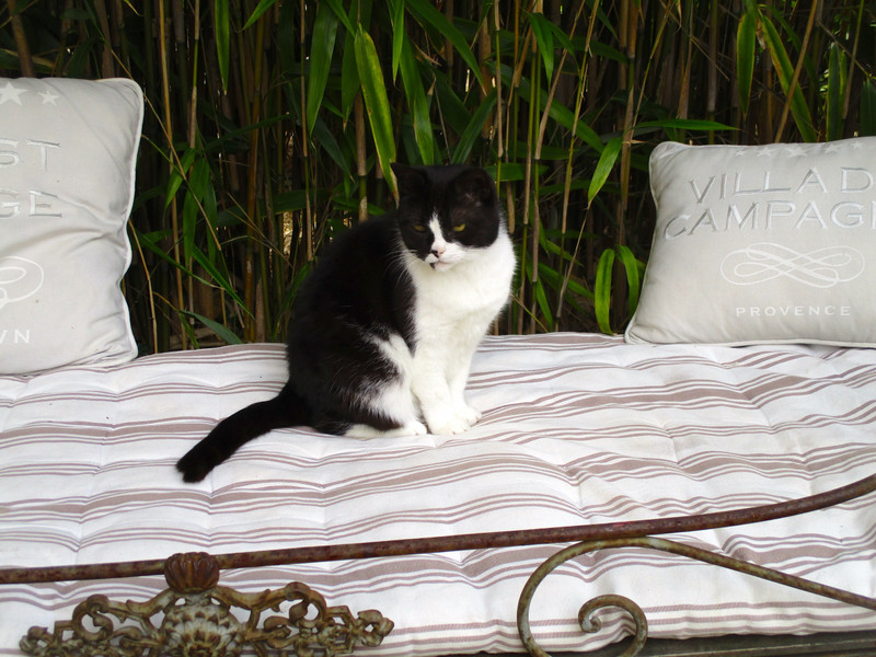 Peluche on her garden bed