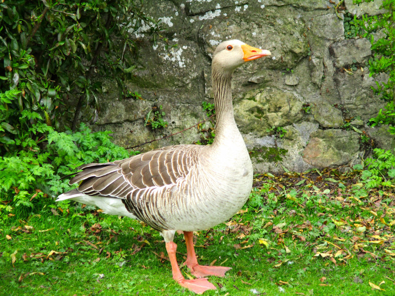 Plump goose